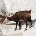 Camoscio alla ricerca del cibo in inverno - Foto F. Borgogno